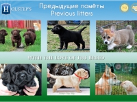 Предыдущие помёты/Previous litters