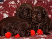 puppies_bambina_jodie1