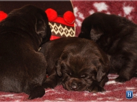 puppies_bambina_jodie2