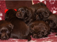 puppies_bambina_jodie3