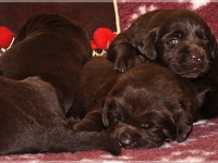 puppies_bambina_jodie4