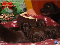 puppies_bambina_jodie5