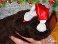 puppies_bambina_jodie6