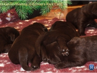 puppies_bambina_jodie7