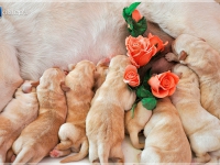 puppies_bee_sem