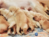 puppies_bee_sem1