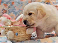 puppies_bee_sem3