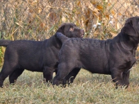 Black puppies