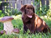 holsteps_golden_parachute6