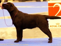 holsteps_goldshine_ofvictory10