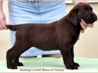 holsteps_goldshine_ofvictory3