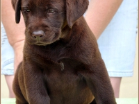 holsteps_goldshine_ofvictory4