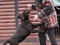 holsteps_goldshine_ofvictory5