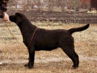 holsteps_goldshine_ofvictory6