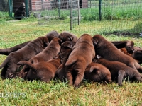 pups_fuonuya10