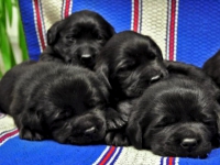 puppies_achiles2