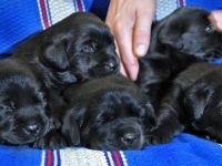 puppies_achiles3