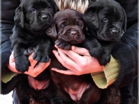 puppies_boris