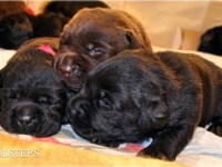 puppies_boris_berry1