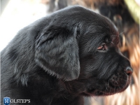 puppies_boris_berry11