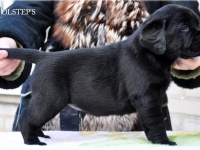 puppies_boris_berry12