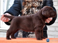 puppies_boris_berry13