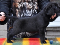 puppies_boris_berry14