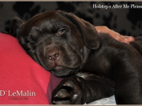 puppies_boris_berry15