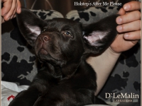 puppies_boris_berry16