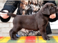 puppies_boris_berry17