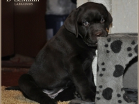 puppies_boris_berry18