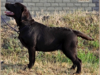 puppies_boris_berry19