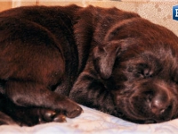 puppies_boris_berry2