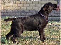 puppies_boris_berry20