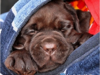 puppies_boris_berry21