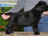 puppies_boris_berry22