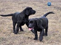 puppies_boris_berry23