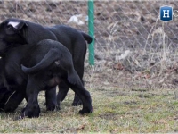 puppies_boris_berry24