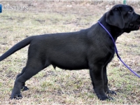 puppies_boris_berry25