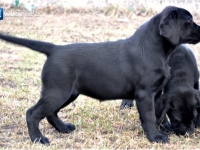 puppies_boris_berry26