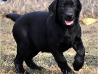 puppies_boris_berry27