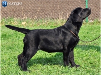 puppies_boris_berry28