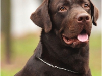 puppies_boris_berry29