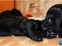 puppies_boris_berry3