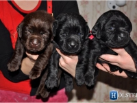 puppies_boris_berry4