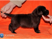 puppies_boris_berry5