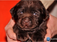 puppies_boris_berry6