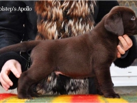 puppies_boris_berry9