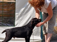 puppies_boris_dunya2