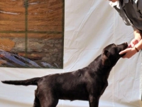 puppies_boris_dunya5